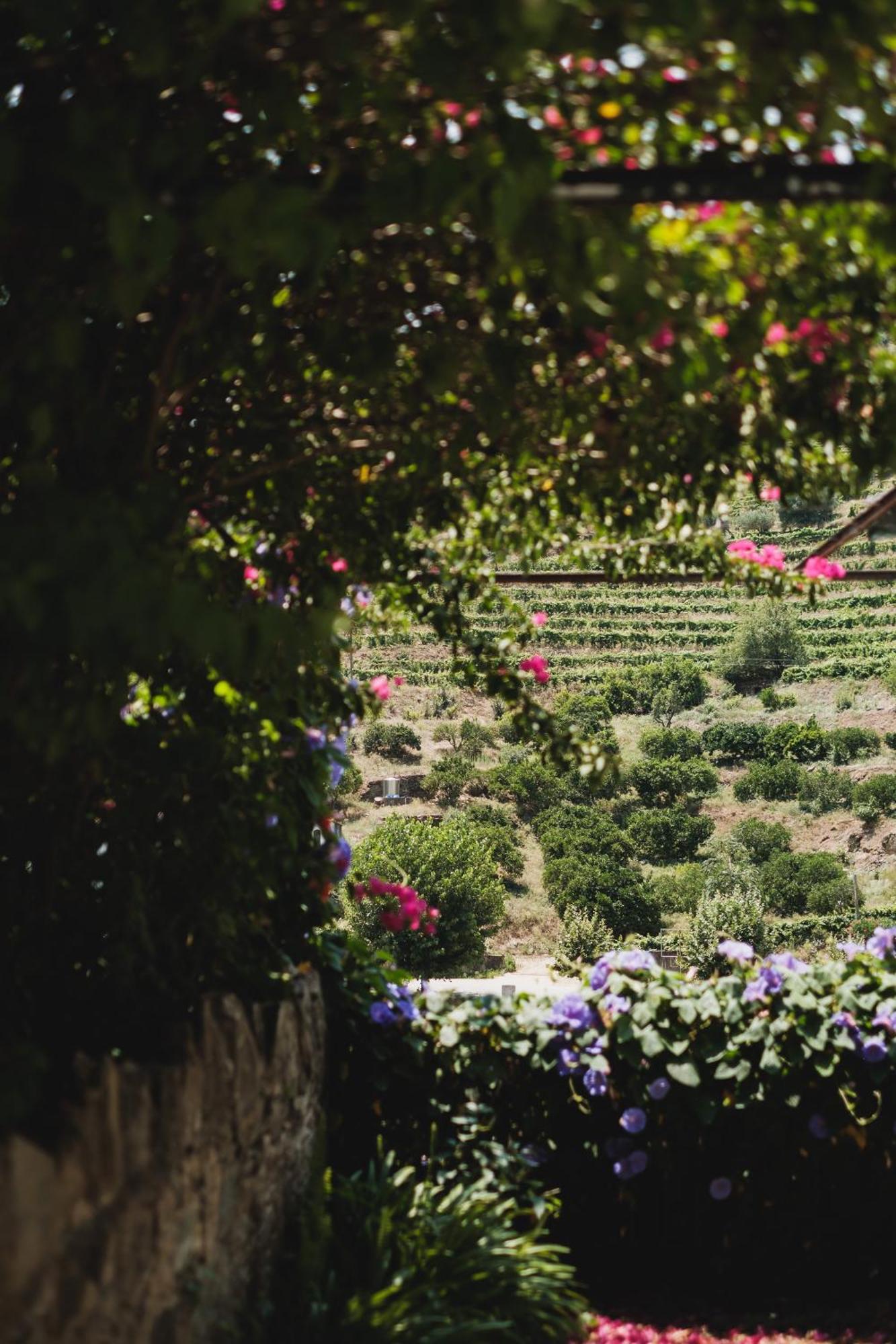 Отель Quinta Da Travessa - Douro Covelinhas Экстерьер фото